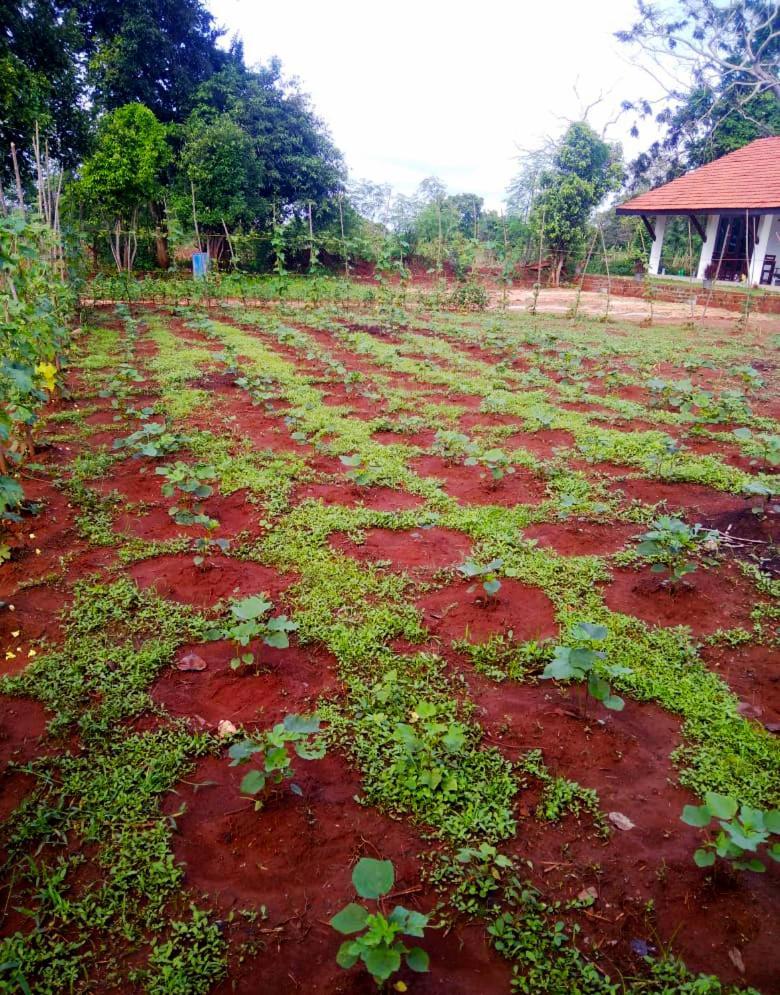 Moni Farm House Wilpattu Nochchiyagama Exterior foto